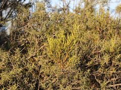 Acacia colletioides