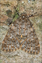Parelictis saleuta