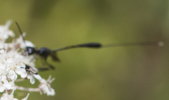 Gasteruption tarsatorium