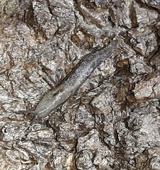 Euthyneura