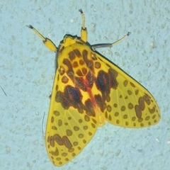 Amaxia osmophora
