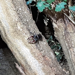 Lucanus cervus