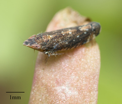 Scaphytopius loricatus