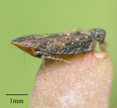 Scaphytopius loricatus