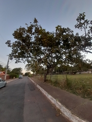 Caryocar brasiliense