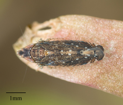 Scaphytopius loricatus