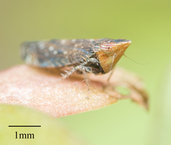 Scaphytopius loricatus