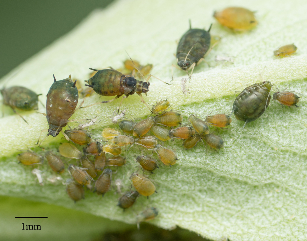 Melon Aphid from La Habra, CA 90631, USA on March 11, 2018 at 0123 PM