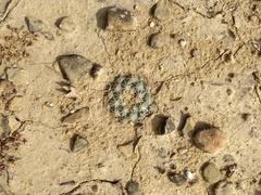 Coryphantha salinensis