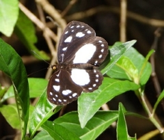 Neptis praslini