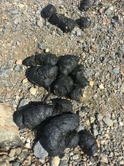 Ursus arctos horribilis