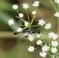 Gasteruption assectator