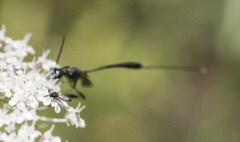 Gasteruption tarsatorium