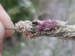 Hippodamia variegata