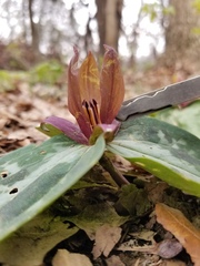 Trillium reliquum