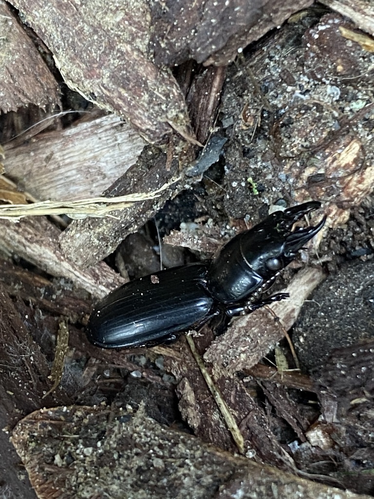 Bigheaded Ground Beetle from Woodbine Ave, East Rochester, NY, US on