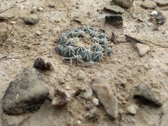 Coryphantha salinensis