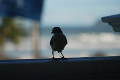 Pitangus sulphuratus