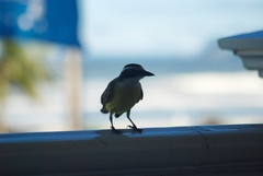 Pitangus sulphuratus