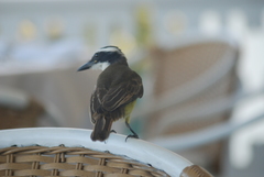 Pitangus sulphuratus