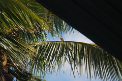 Pitangus sulphuratus