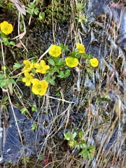 Ranunculus pygmaeus
