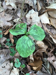 Trillium cuneatum