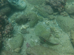 Halichoeres chierchiae