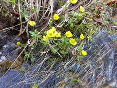 Ranunculus pygmaeus