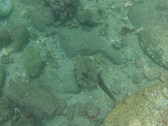 Halichoeres chierchiae