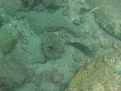 Halichoeres chierchiae