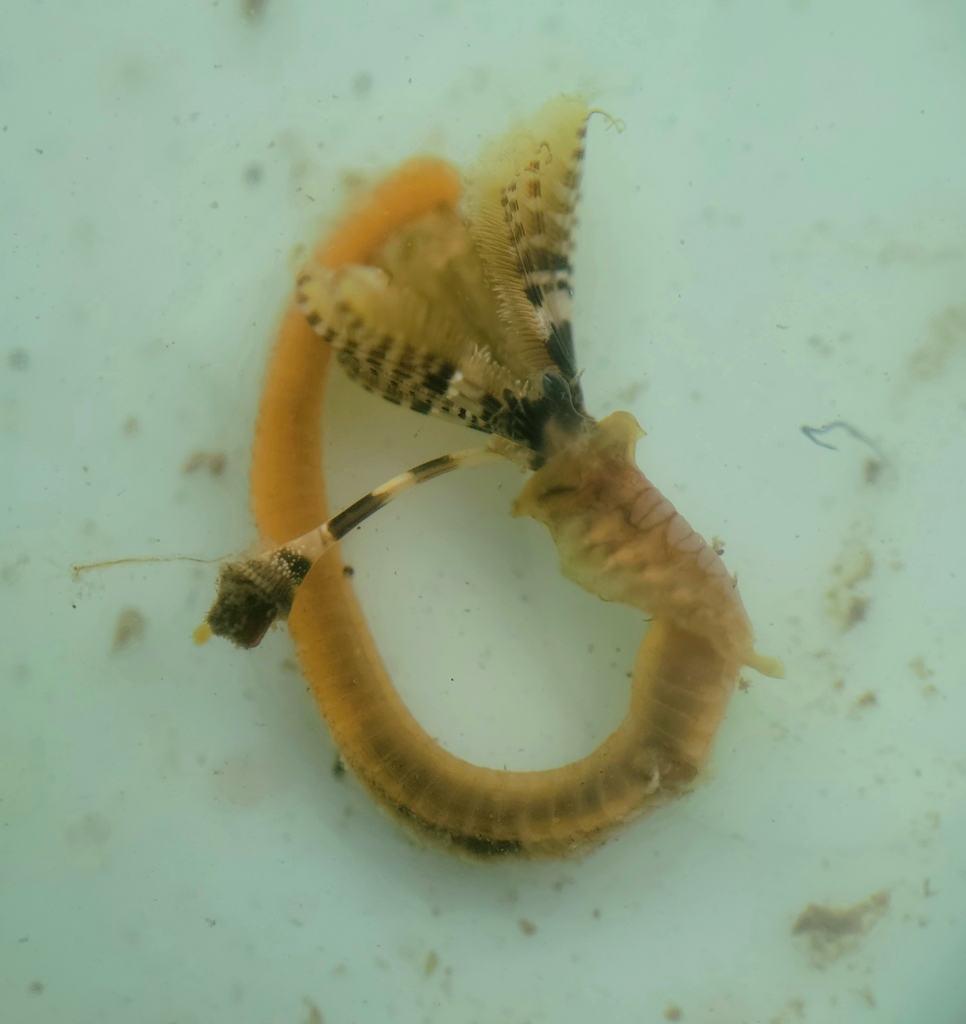 Hydroides gracilis