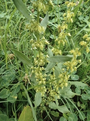 Rumex dentatus