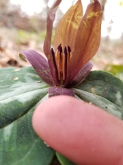 Trillium reliquum