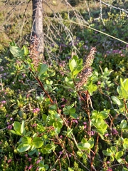 Salix saxatilis