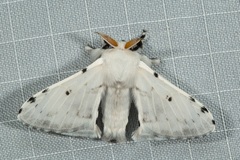 Penicillifera apicalis