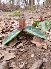 Trillium reliquum
