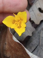 Tigridia dugesii