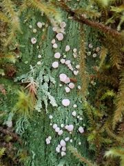 Icmadophilaceae