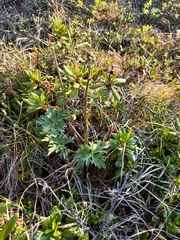Aconitum umbrosum