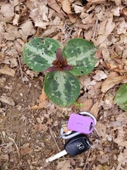 Trillium reliquum