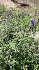 Dalea coerulea