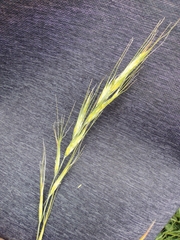 Achnatherum pekinense