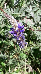 Dalea coerulea