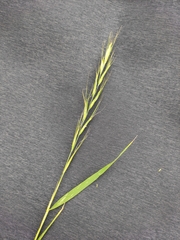 Achnatherum pekinense