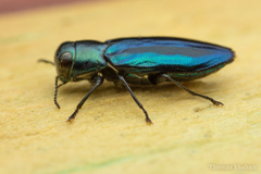 Chrysobothris purpureovittata