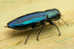 Chrysobothris purpureovittata