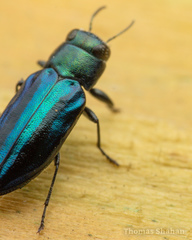 Chrysobothris purpureovittata