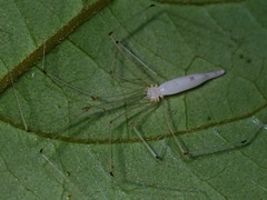 Leptopholcus borneensis