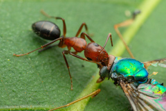 Camponotus discolor